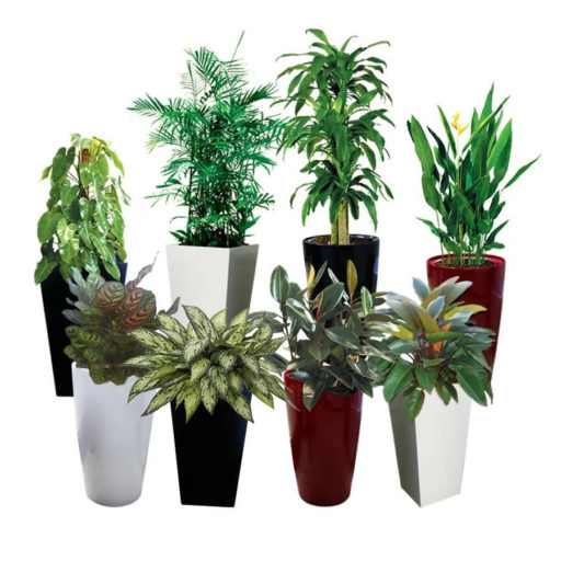 Plants on Rent